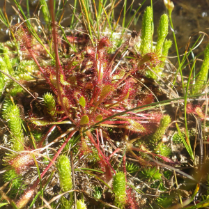 Photographie n°2441774 du taxon Drosera anglica Huds. [1778]