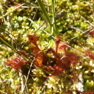 Photographie n°2441775 du taxon Drosera anglica Huds. [1778]