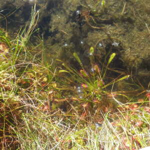 Photographie n°2441777 du taxon Drosera anglica Huds. [1778]