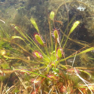 Photographie n°2441778 du taxon Drosera anglica Huds. [1778]