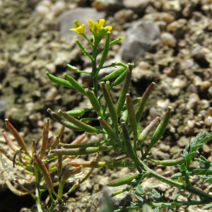 Photographie n°2441809 du taxon Rorippa sylvestris (L.) Besser [1821]