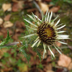 Photographie n°2441814 du taxon Carlina vulgaris L.