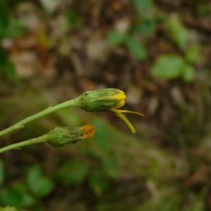 Photographie n°2441819 du taxon Hieracium virgultorum Jord. [1848]