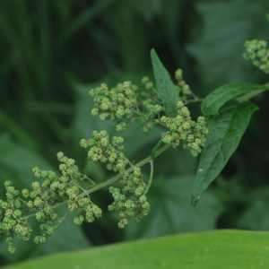 Photographie n°2441856 du taxon Chenopodiastrum hybridum (L.) S.Fuentes, Uotila & Borsch