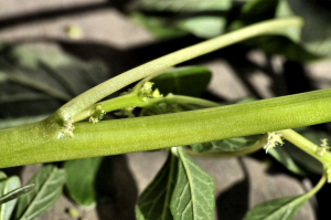 Patrick Ressayre, le 24 août 2020 (Vaulx-en-Velin (le village))