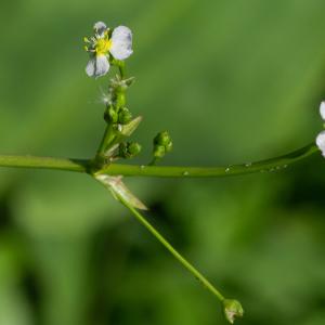 Photographie n°2441880 du taxon Alisma plantago-aquatica L.