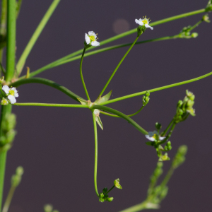 Photographie n°2441882 du taxon Alisma plantago-aquatica L.