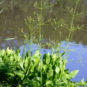 Photographie n°2441883 du taxon Alisma plantago-aquatica L.