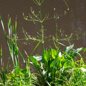 Photographie n°2441885 du taxon Alisma plantago-aquatica L.