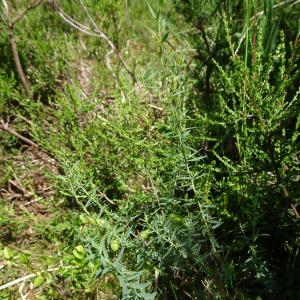 Photographie n°2441907 du taxon Genista anglica L.