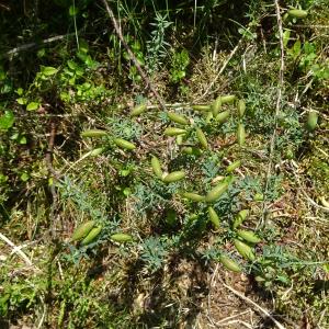 Photographie n°2441908 du taxon Genista anglica L.