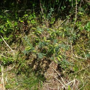 Photographie n°2441909 du taxon Genista anglica L.