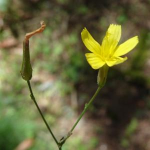 Photographie n°2441941 du taxon Lactuca muralis (L.) Gaertn.