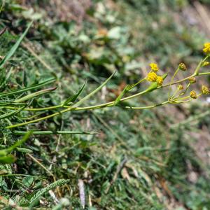 Photographie n°2441991 du taxon Bupleurum alpigenum Jord. & Fourr.