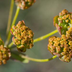 Photographie n°2441993 du taxon Bupleurum alpigenum Jord. & Fourr.