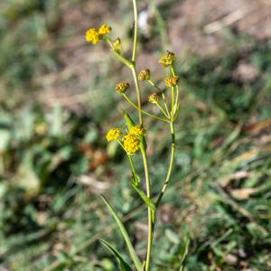 Photographie n°2441998 du taxon Bupleurum alpigenum Jord. & Fourr.