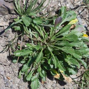 Photographie n°2441999 du taxon Leucanthemum adustum (W.D.J.Koch) Gremli