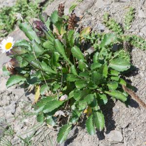 Photographie n°2442000 du taxon Leucanthemum adustum (W.D.J.Koch) Gremli