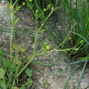 Photographie n°2442025 du taxon Ranunculus sceleratus subsp. sceleratus 