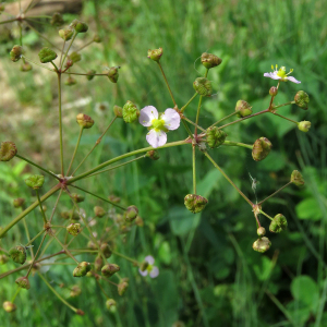 Photographie n°2442028 du taxon Alisma plantago-aquatica L.