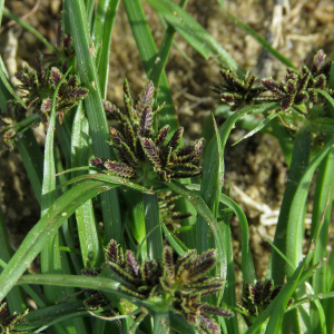 Photographie n°2442030 du taxon Cyperus fuscus L.