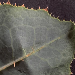 Photographie n°2442047 du taxon Lactuca serriola L. [1756]