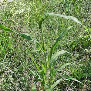 Photographie n°2442060 du taxon Panicum miliaceum L. [1753]