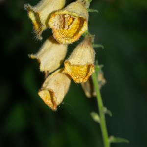 Photographie n°2442091 du taxon Digitalis grandiflora Mill.