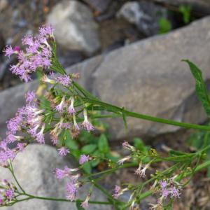 Photographie n°2442100 du taxon Adenostyles alpina subsp. alpina