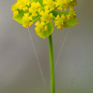 Photographie n°2442103 du taxon Bupleurum alpigenum Jord. & Fourr. [1866]