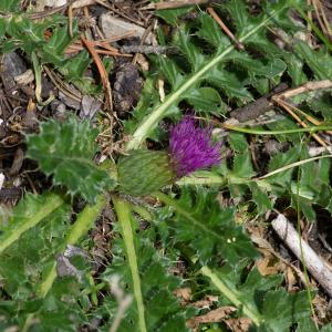 Photographie n°2442134 du taxon Cirsium acaulon (L.) Scop.