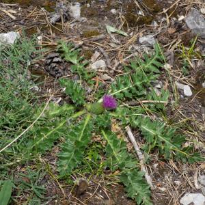 Photographie n°2442135 du taxon Cirsium acaulon (L.) Scop.