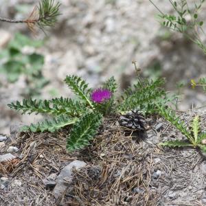 Photographie n°2442136 du taxon Cirsium acaulon (L.) Scop.