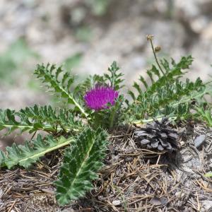 Photographie n°2442138 du taxon Cirsium acaulon (L.) Scop.