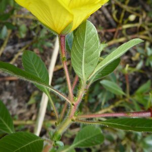 Jussiaea repens var. californica S.Watson (Jussie)