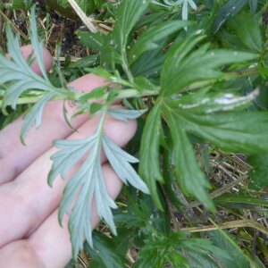 Photographie n°2442306 du taxon Artemisia vulgaris L. [1753]