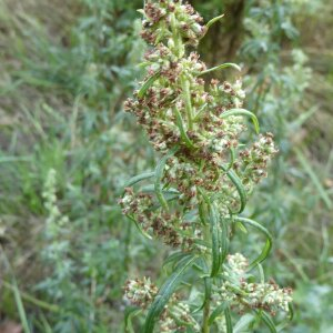 Photographie n°2442307 du taxon Artemisia vulgaris L. [1753]