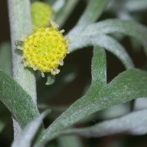 Photographie n°2442372 du taxon Artemisia absinthium L.