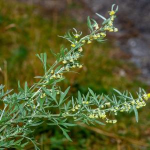 Photographie n°2442373 du taxon Artemisia absinthium L.