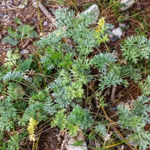 Photographie n°2442374 du taxon Artemisia absinthium L.