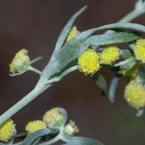 Photographie n°2442375 du taxon Artemisia absinthium L.