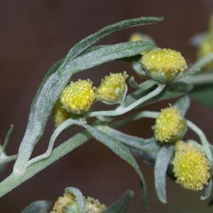 Photographie n°2442377 du taxon Artemisia absinthium L.