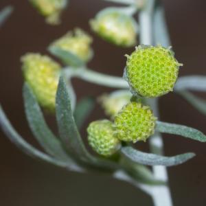 Artemisia absinthium L. (Absinthe)