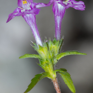 Photographie n°2442380 du taxon Galeopsis angustifolia Ehrh. ex Hoffm.
