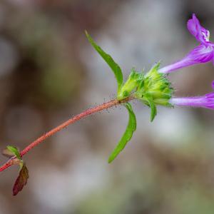 Photographie n°2442384 du taxon Galeopsis angustifolia Ehrh. ex Hoffm.