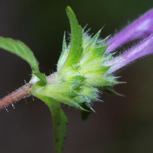 Photographie n°2442385 du taxon Galeopsis angustifolia Ehrh. ex Hoffm.