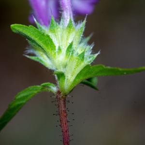 Photographie n°2442386 du taxon Galeopsis angustifolia Ehrh. ex Hoffm.