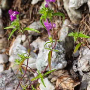 Photographie n°2442387 du taxon Galeopsis angustifolia Ehrh. ex Hoffm.