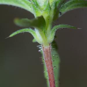 Photographie n°2442388 du taxon Galeopsis angustifolia Ehrh. ex Hoffm.