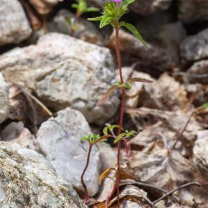 Photographie n°2442391 du taxon Galeopsis angustifolia Ehrh. ex Hoffm.